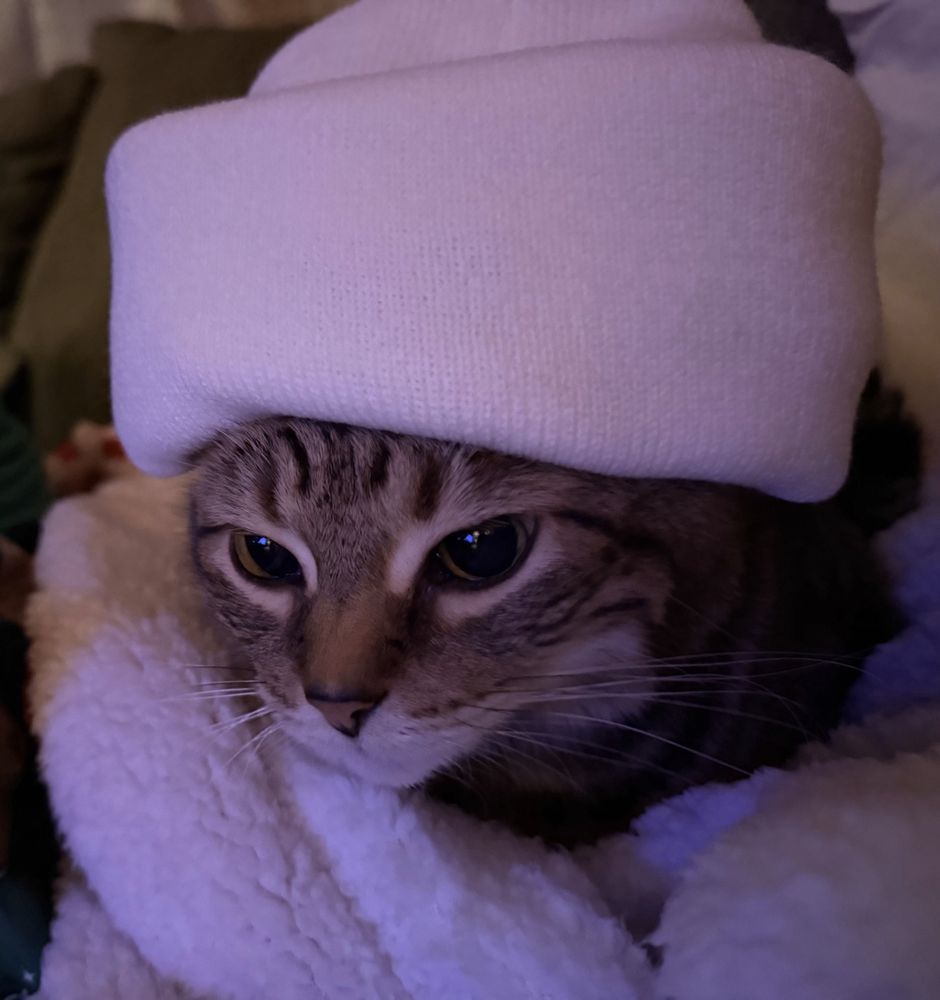 Luxury cat, hat-style head