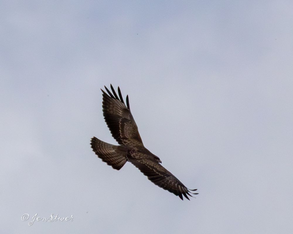 Ein Bussard am kreisen