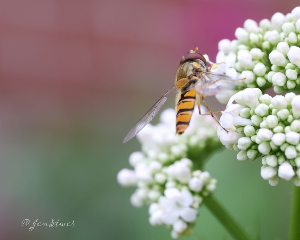 Eine Schwebfliege von schräg hinten auf einer Baldrianblüte