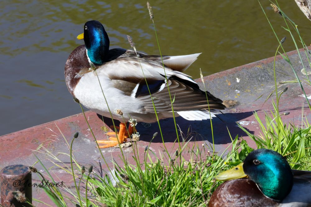 Stockenten an der Kaimauer