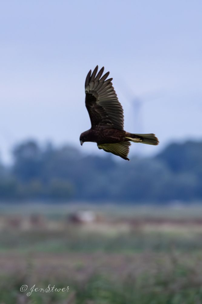 Eine junge Rohrweihe zieht ihre Kreise auf der Suche nach Futter