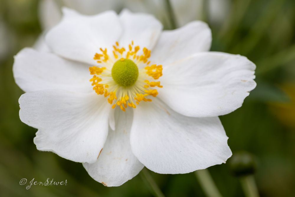 Eine weiss blühende Herbst-Anemone