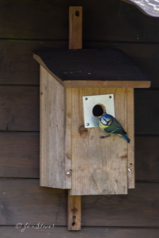 Eine Blaumeise hängt mit einer Kralle am Einflugloch zu einem Nistkasten.