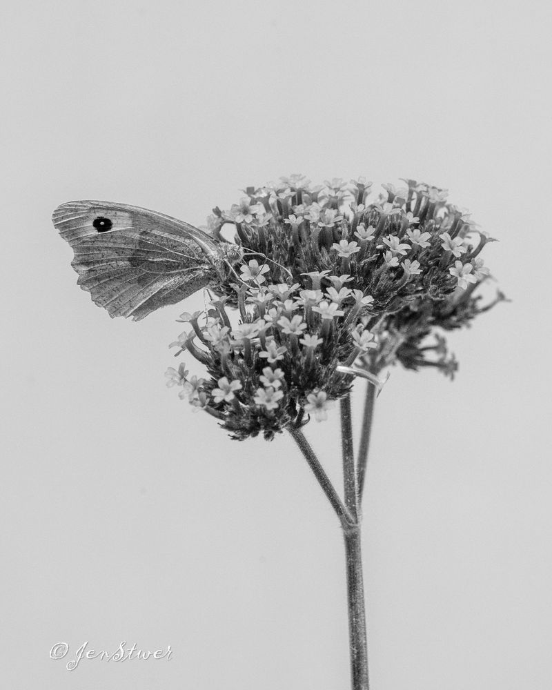 Ein Falter auf einer lilanen Blume