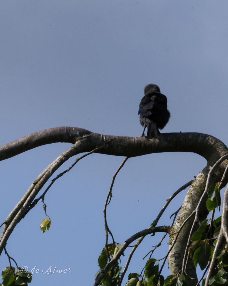 Ein Rabe sitzt auf einem Ast