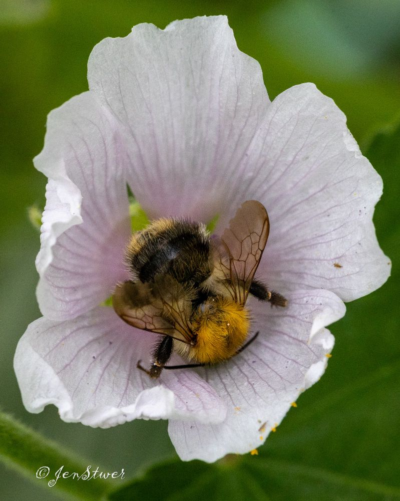 Eine Hummel in einer Eibisch-Blüte