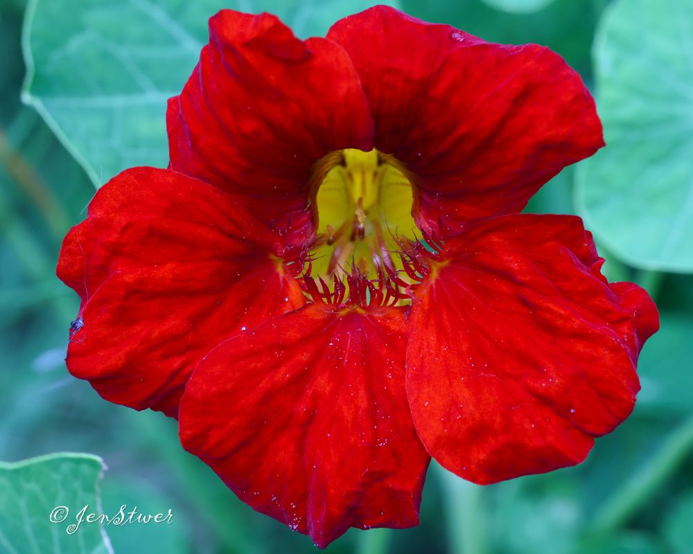 Eine rote Kapuzinerkressenblüte