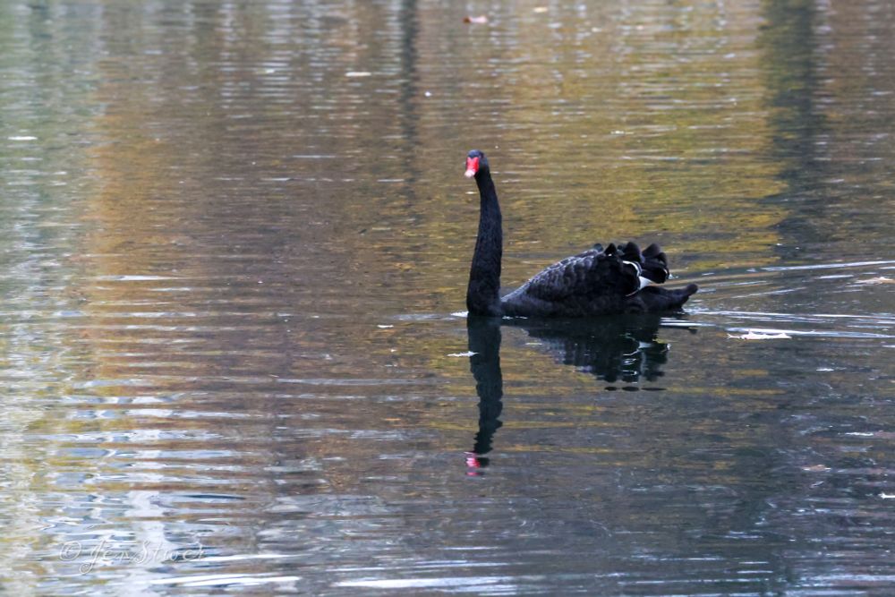 Ein Schwarzschwan schwimmt auf einem See