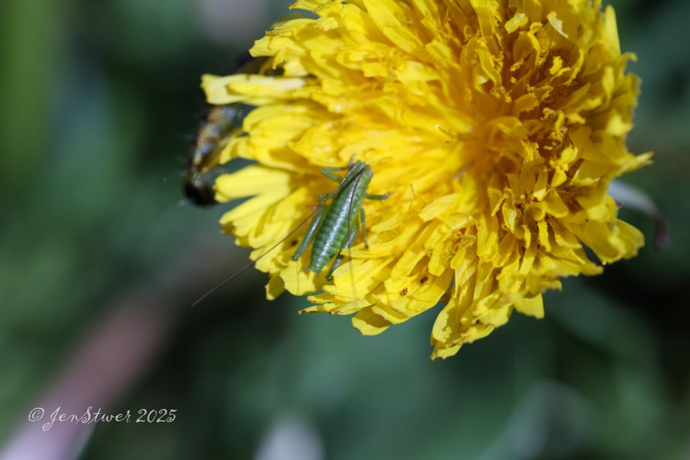 Eine Habichtskrautblüte mit einer Grille auf ihr