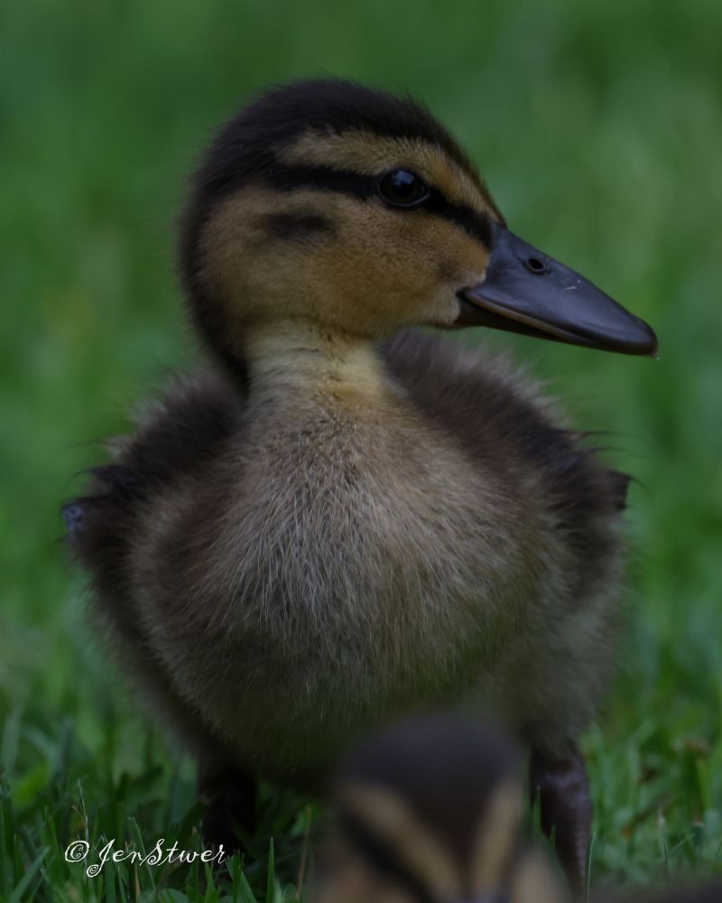 Ein Stockentenkücken in Portrait