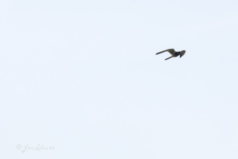 Ein Turmfalke im Flug