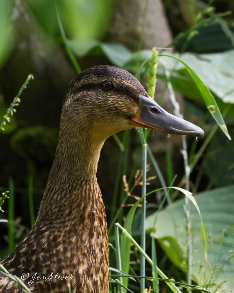 Eine wachsame Entenmutter