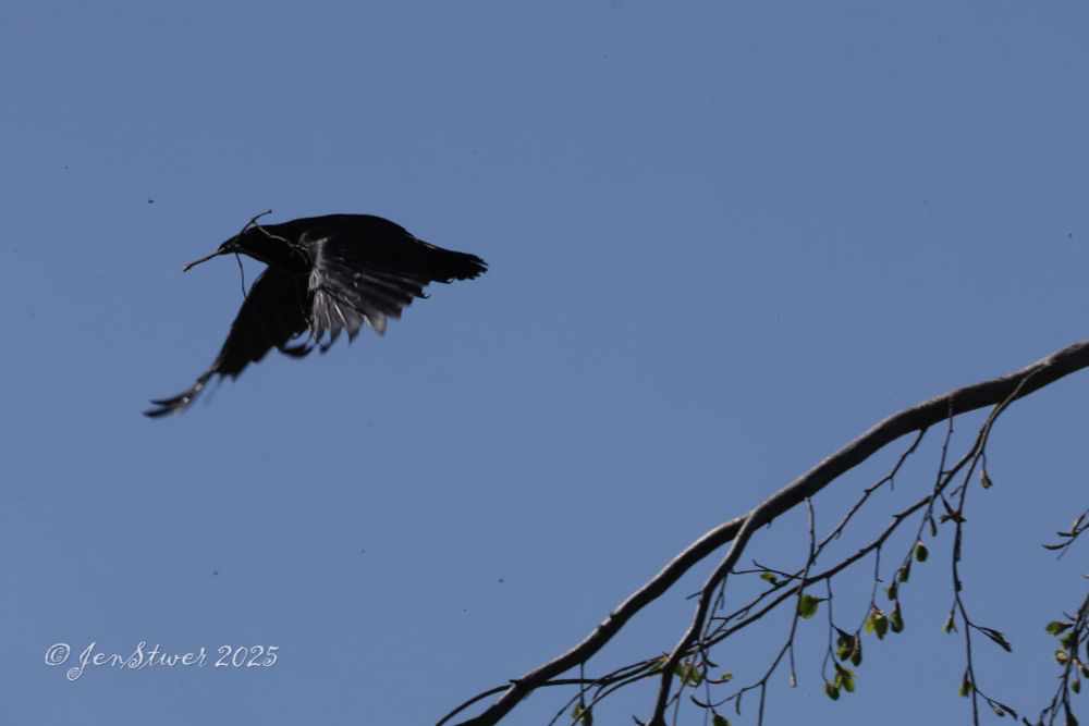 Eine Rabenkrähe mit Nistmaterial im Schnabel