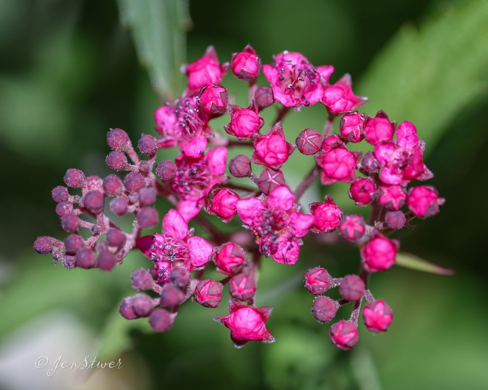 Eine Blütendolde des Feuerdornes