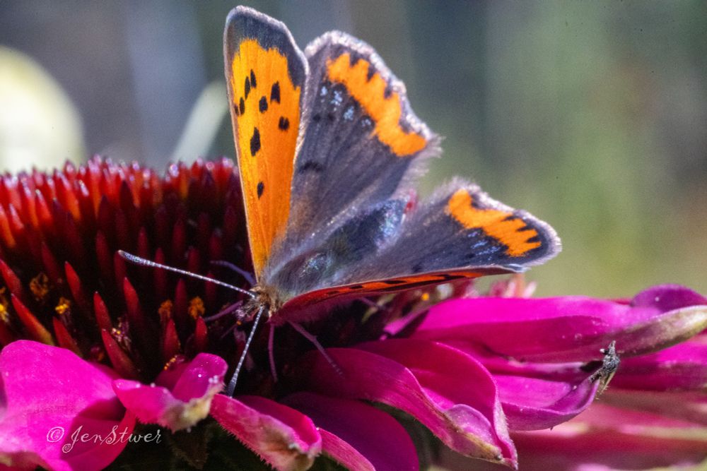 Ein Feuerfalter auf einer Echinacea