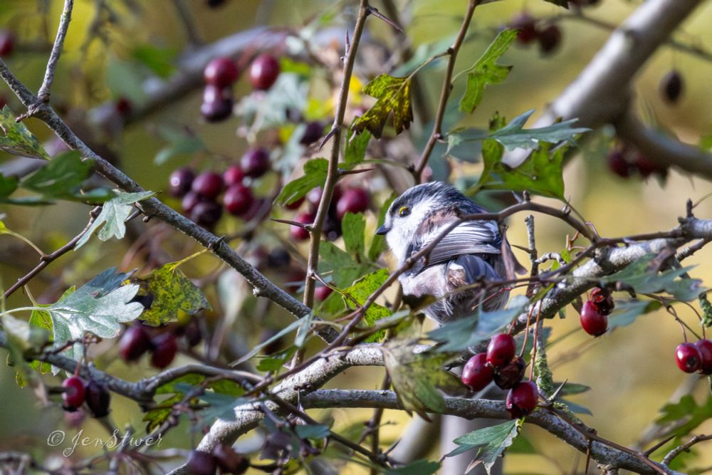Eine Schwanzmeise sitzt in einem Weissdorn-Strauch