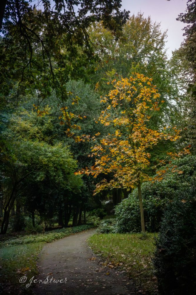 Ein Weg führt durch das Bild. Die Bäume rechts und links des Weges fangen so langsam an herbstlich aus zu sehen.