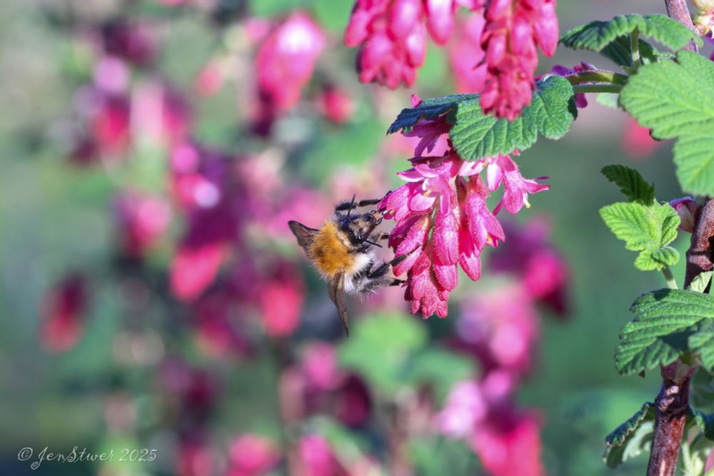 Eine Hummel an einer Johannisbeerenblüte