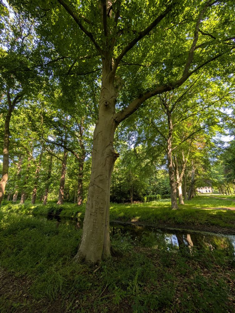 Ein Baum an einem Wassergraben.