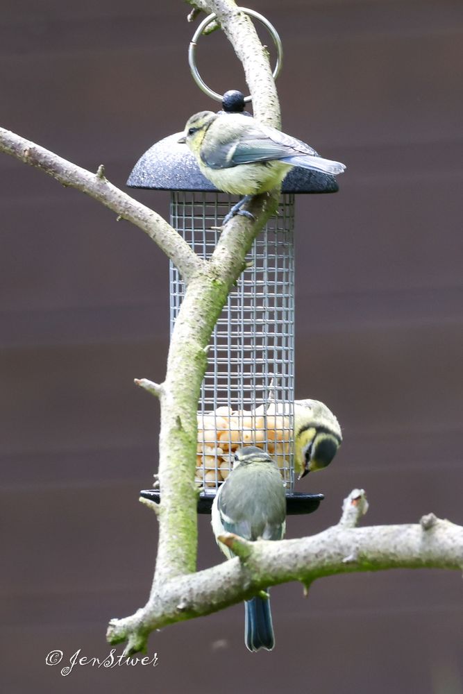 3 Blaumeisen tummeln sich am Nussspender in meinem Garten