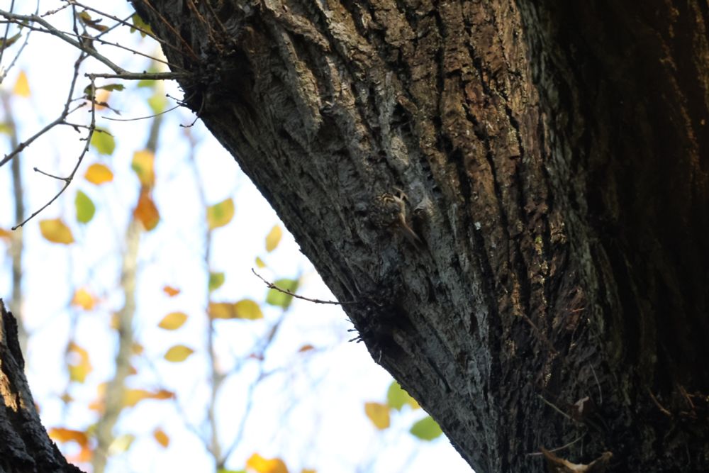 Ein Baumläufer sucht in der Borke eines Baumes nach Futter