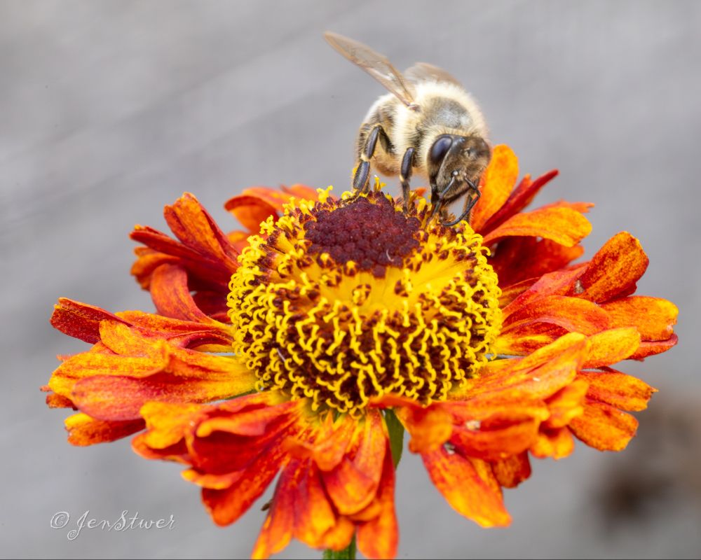 Eine Honigbiene auf einer Zinnien-Blüte