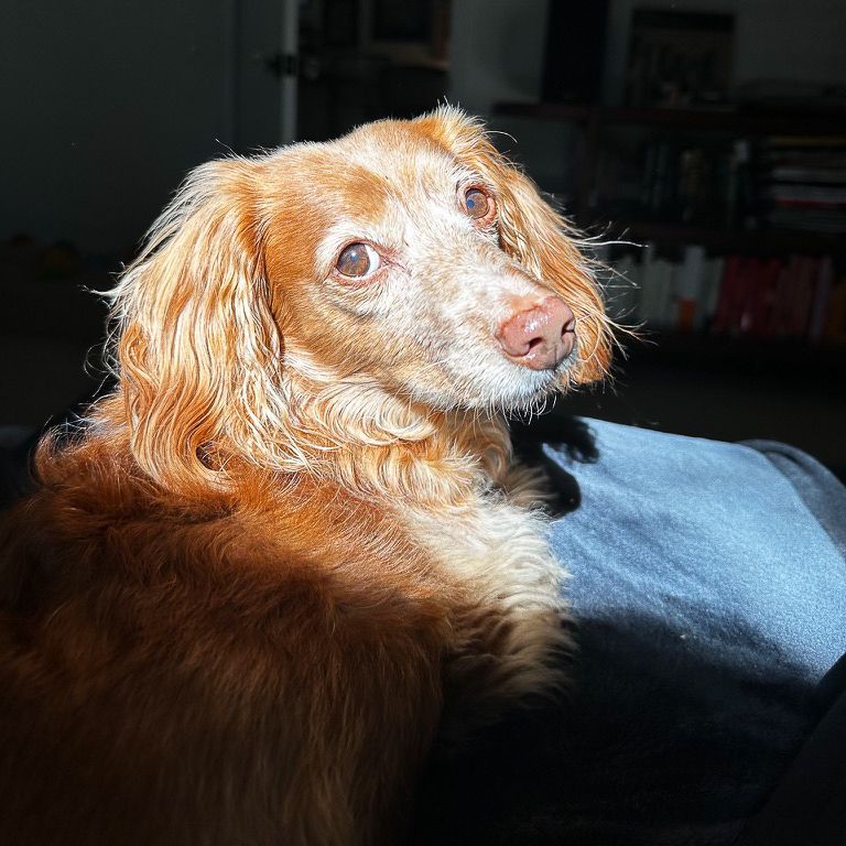 A red long-haired dachshund framed by an intense sunbeam with shadows in the background. She is looking at the camera mysteriously.  