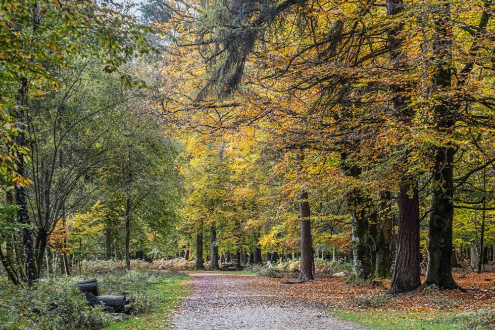 The beauty of a forest in autumn Beech trees in tones of yellow and orange border a path that turns to the left ahead where some people can be seen on the right playing with their children,