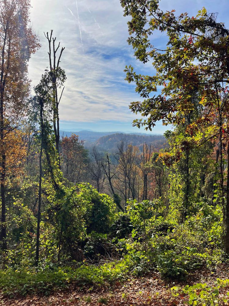 A forest overlook on a fall day with green plants in the foreground and mountains in the background. 