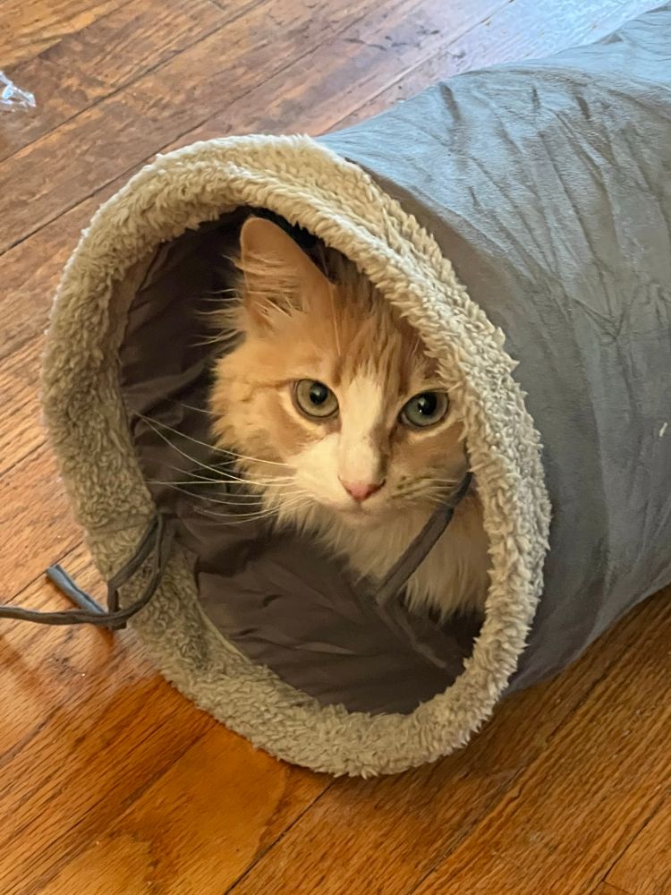 A glamour shot of Max peeking out of the end of the pop up tunnel I just bought at petsmart