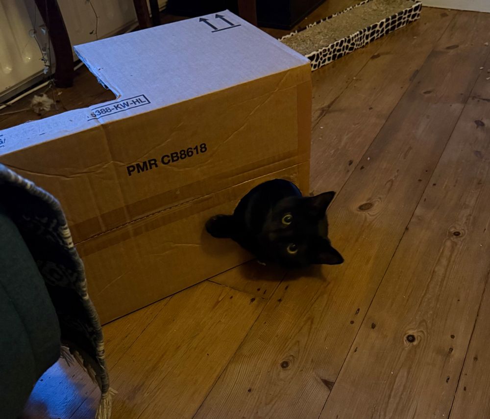 A photo of a black cat with a head peekigg by out of the cardboard box