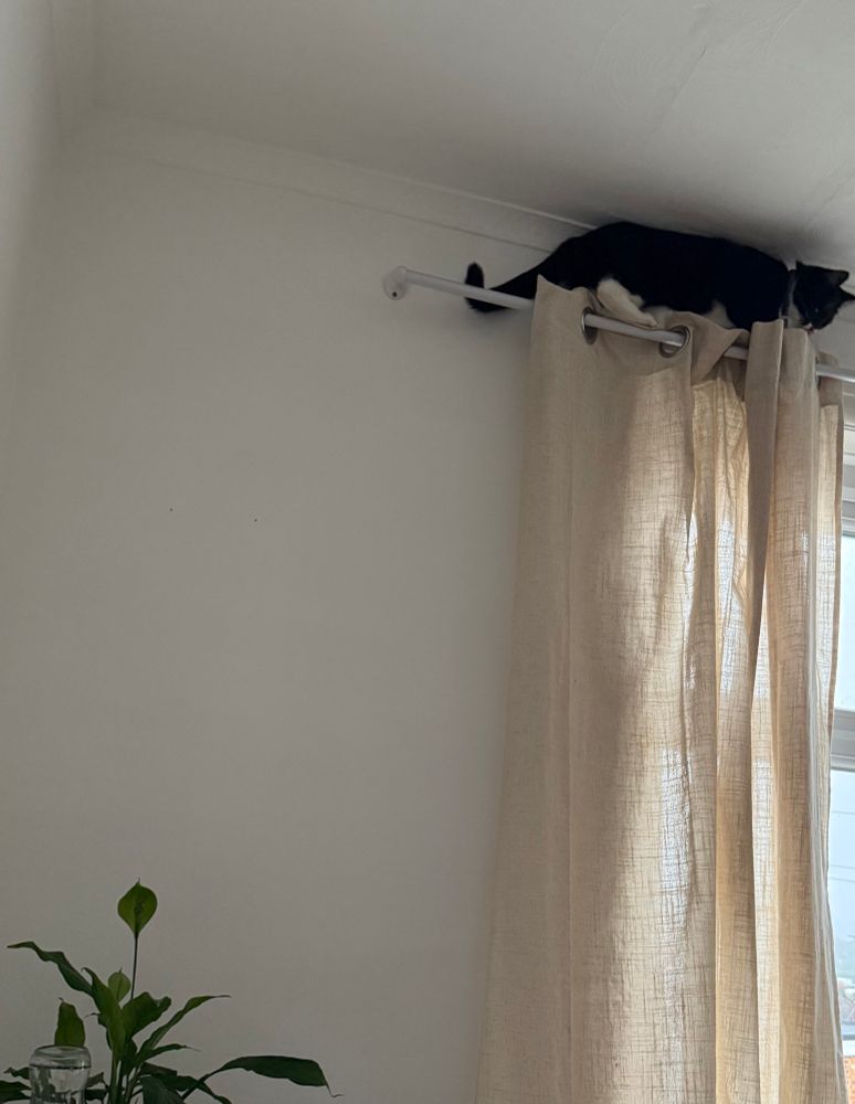 Buffy the tuxedo cat is sitting on a thin and flimsy curtain rail above a white curtain in a white walled room. A table with a plant can be seen
