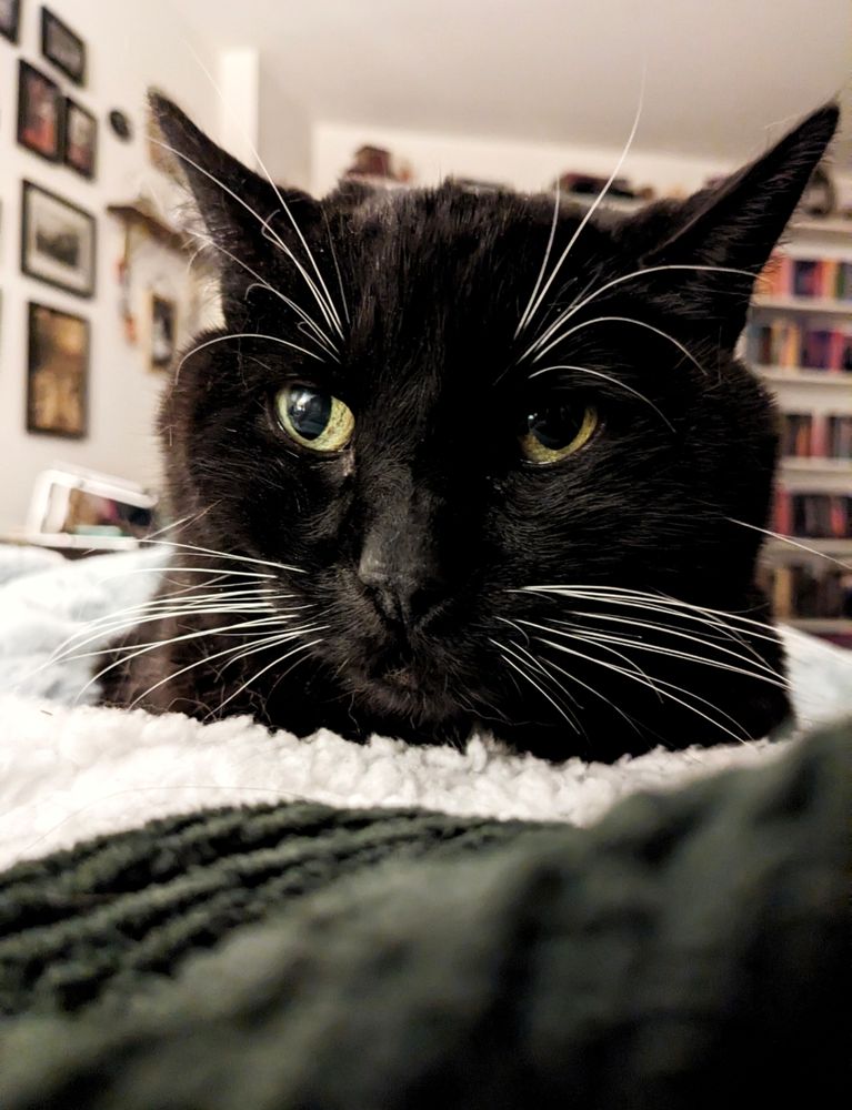 A black cat facing the camera laying on cozy blankets 
