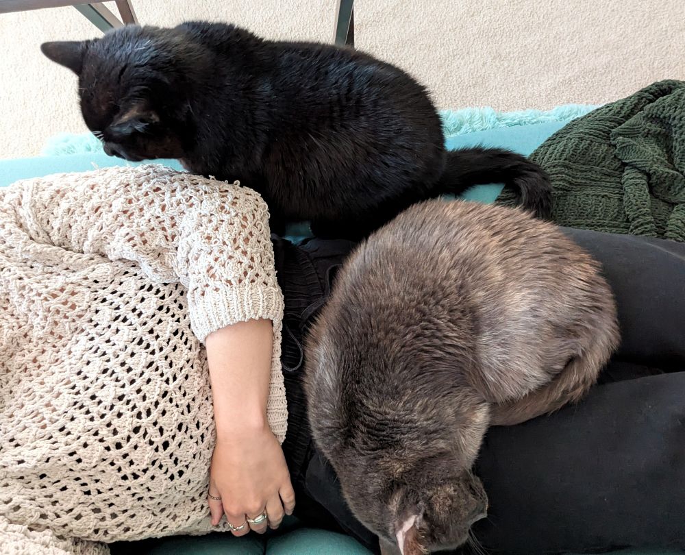 Andrea's cats invading her space