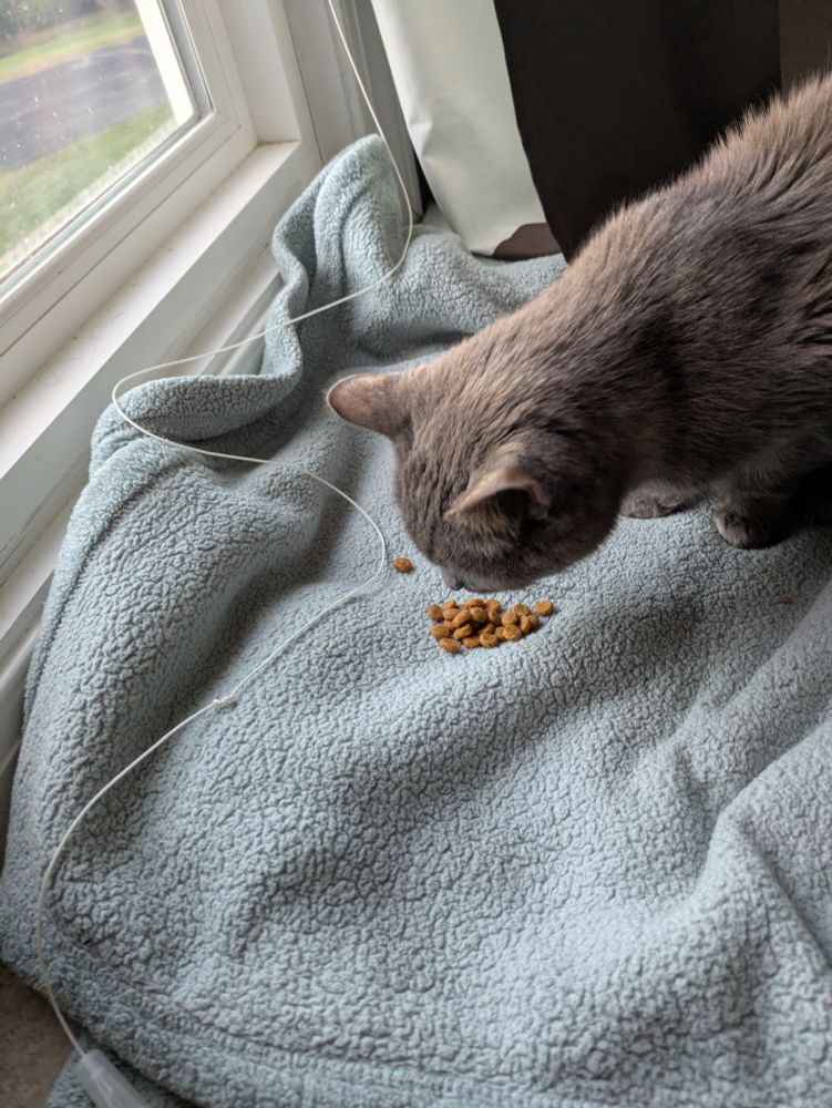 A gray cat eating cat food off a gray blanket
