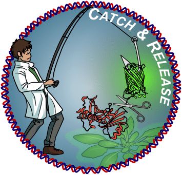 Catch & Release - a molecular toolbox for rapid cost-effective protein purification from plants 🌱  https://www.biorxiv.org/content/10.1101/2025.05.15.654187v1