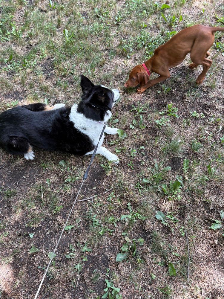 Tri colour Border collie plays with a reddish brown Vizsla puppy 