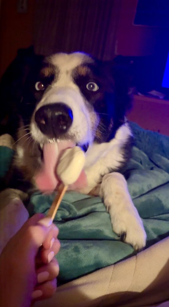 Adorable, black and white border collie licks ice cream on a stick happily