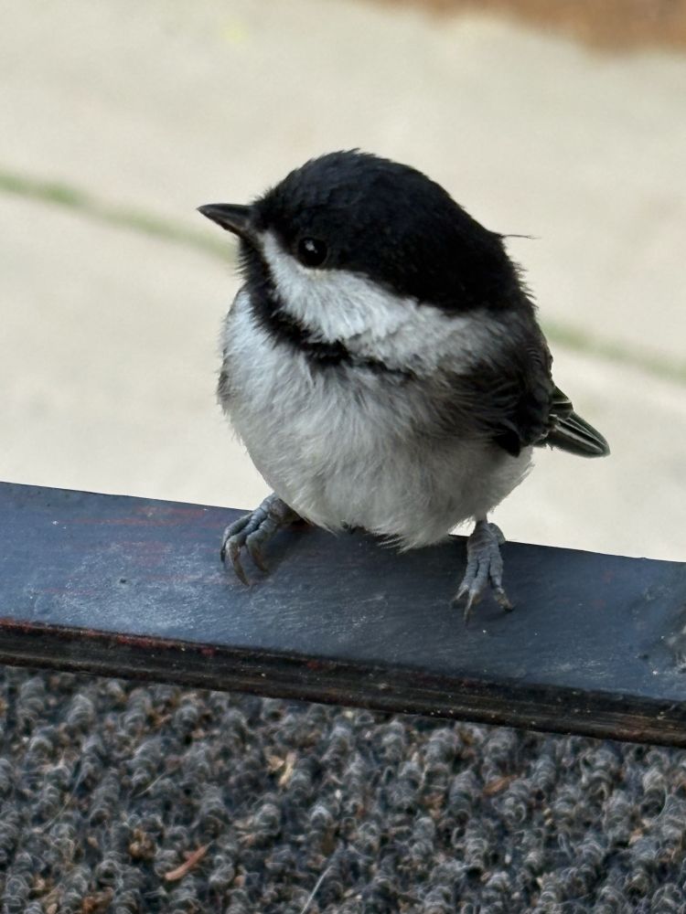Black capped chickadee sitting on a black railing, looking to the right