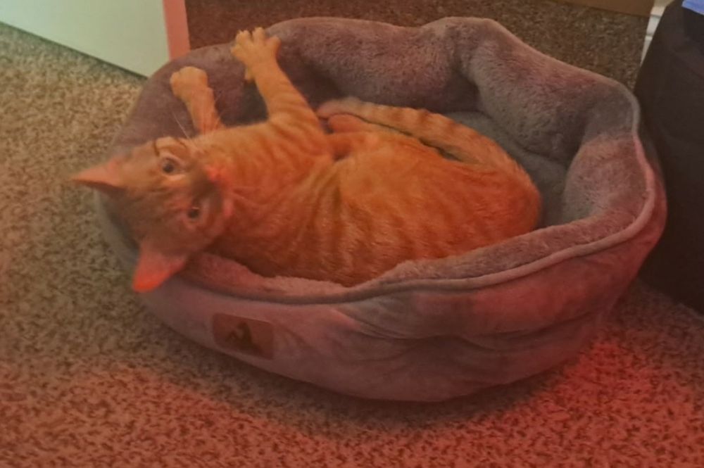Sweet stray orange kitty with a new home