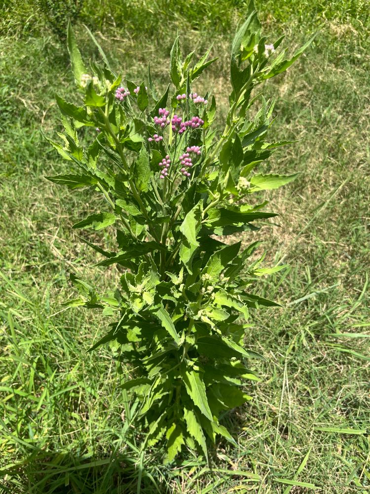 The native Marsh Fleabane, a sweet smelling plant traditionally used to make a tea for relieving pain. 

Bizarrely, typical of salt marshes, not backyards, but whatever. 