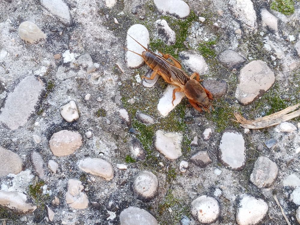 Ein Insekt, das ich nicht kenne. Es ist circa sechs Zentimeter lang, braun und sieht aus wie ein Hybrid aus Grille (Hinterleib) und Krebs (Kopf und Vorderfüße wie Zangen).