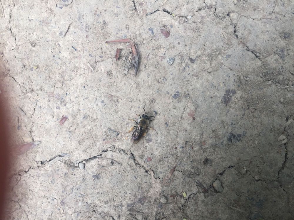 Wildbiene auf Waldboden. Leider ist ein schmaler Teil eines Fingers im linken Bildrand auf das Foto gekommen.