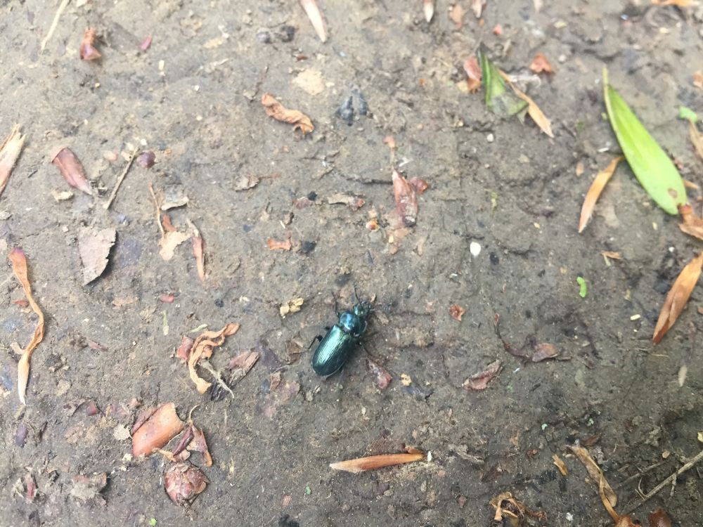 Grüner, schimmernder Käfer auf Waldboden.