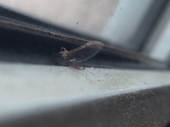 Hier noch einmal dasselbe Insekt, eine Spur schärfer getroffen. An der Sitzposition am Fensterbrett hat sich gar nichts geändert.