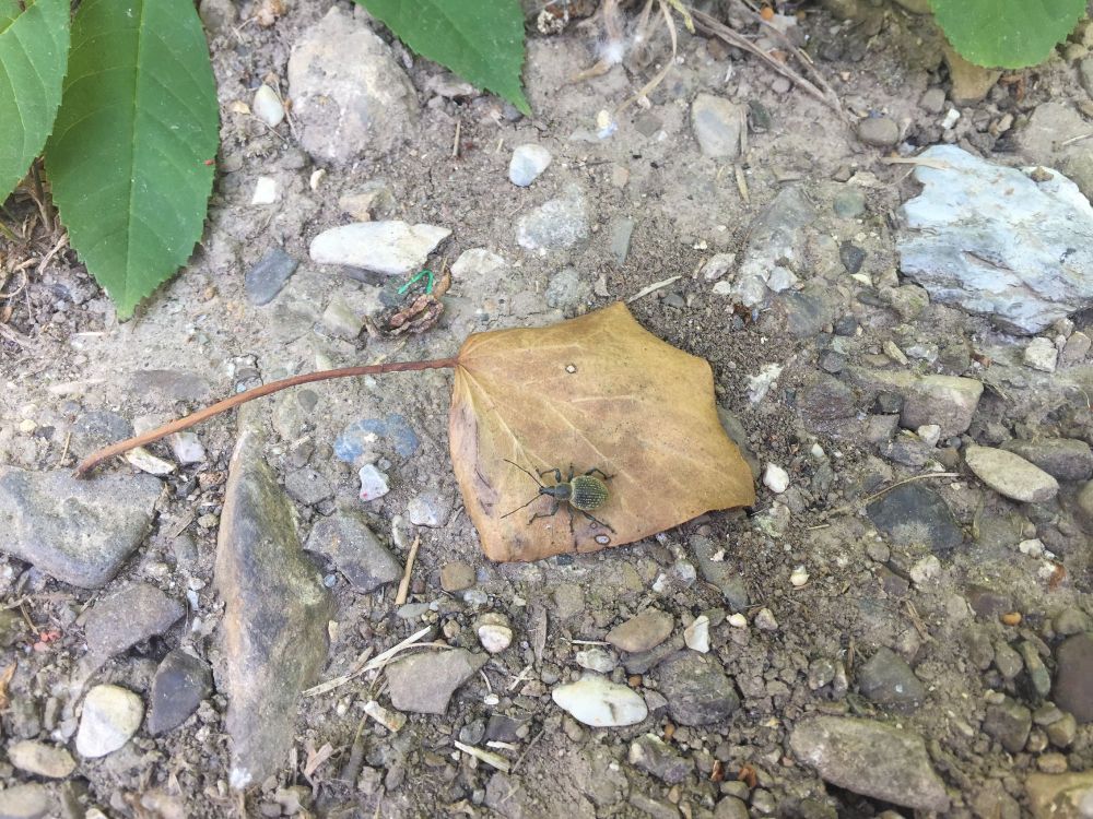 Ein kleiner Käfer mit rundlichem Hinterleib sitzt auf einem trockenen Blatt.