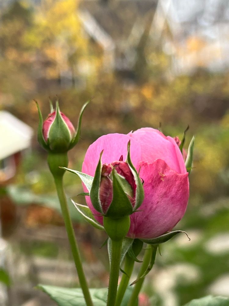 Rosa roser, mest knopper 