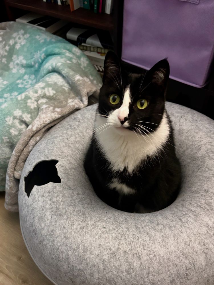 A tuxedo cat is sitting in the center of a gray, donut-shaped cat cave.