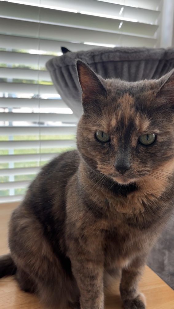 A dilute tortoiseshell cat sits on a desk facing the camera. Behind her is a gray cat tree, which includes a basket, above the rim of which another cat’s black ear is visible.