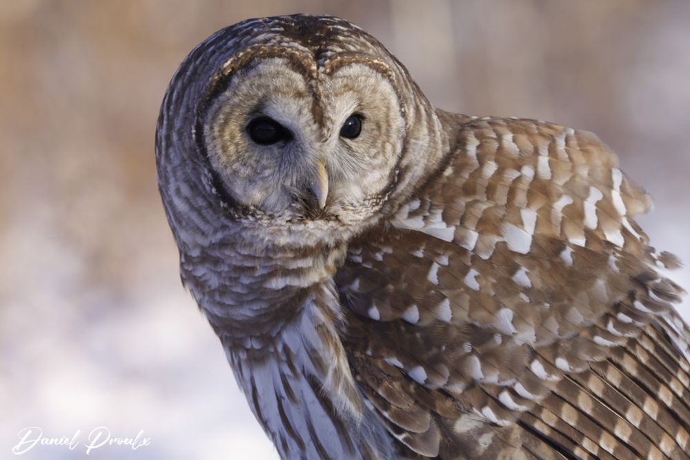 Close-up photo of a barred owl with detailed brown and white plumage and striking dark eyes, surrounded by a soft blurred background of snow and trees. The owl's gaze is intense, giving a sense of focus and serenity